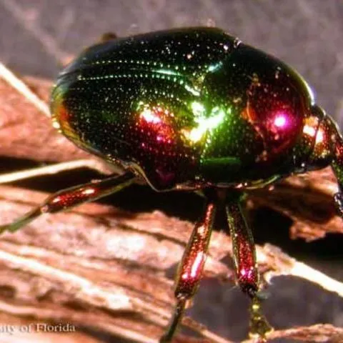 thumbnail for publication: A Weevil, Eurhinus magnificus Gyllenhal (Insecta: Coleoptera: Curculionidae)